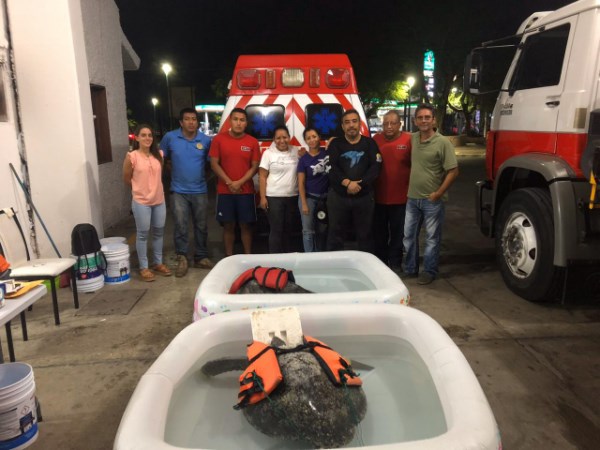 Habilitan subestación de Bomberos en Huatulco como refugio de tortugas marinas