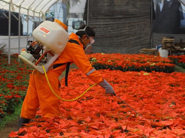 Logra Desarrollo Rural controlar amenazas fitosanitarias en cultivos de Puebla