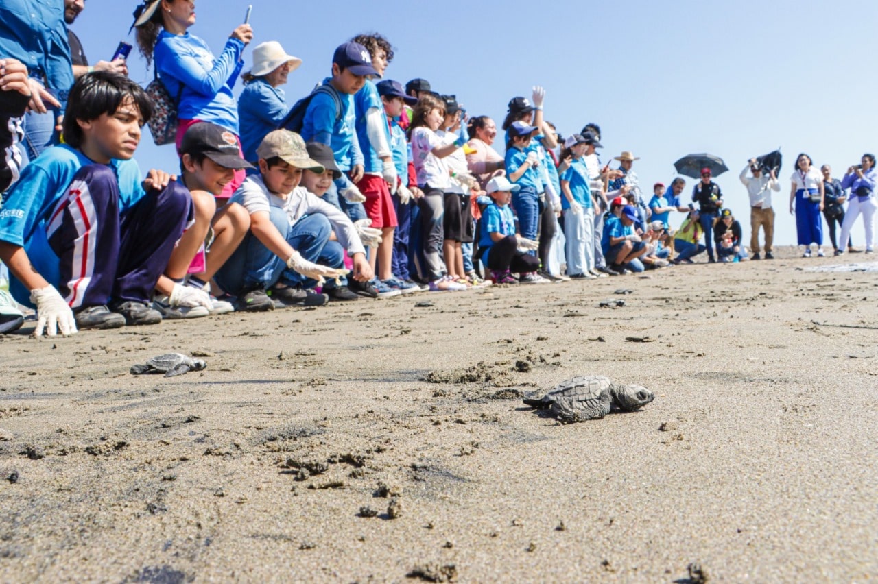 Niñas y niños talentos adoptan un nido de tortuga para evitar la extinción de la especie