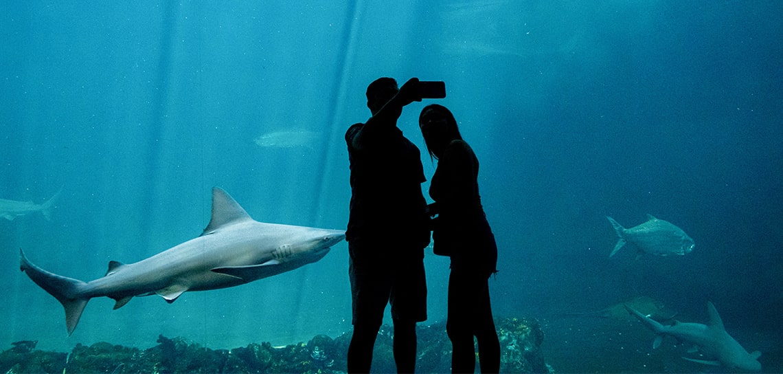 En estas vacaciones, visita el Aquarium del Puerto de Veracruz y vive una experiencia inolvidable