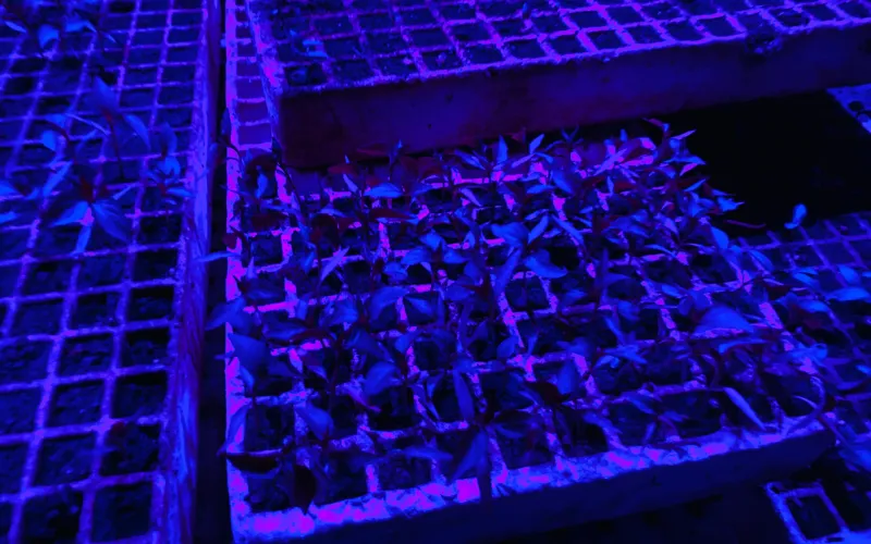 Instala UT Tarahumara su primera Cámara de Germinación para producción de plántulas