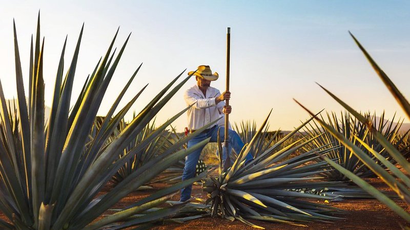 Recibirá Tequila certamen que reconoce las experiencias turísticas más destacadas de México
