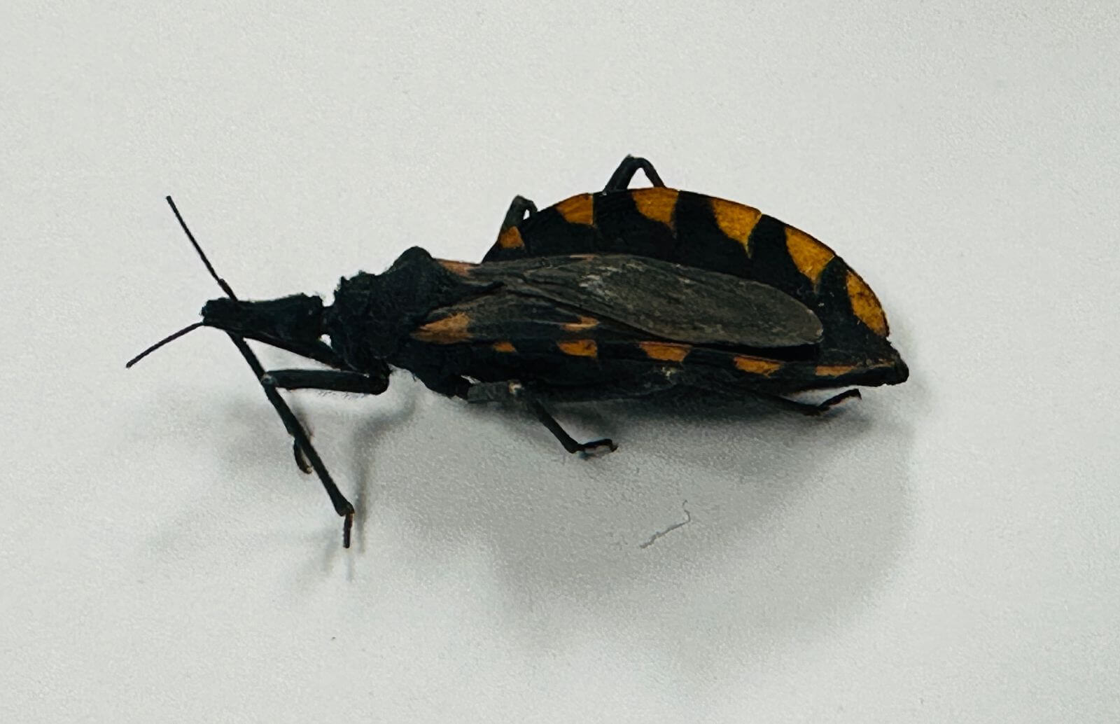 Emite SSZ información en torno a la Enfermedad de Chagas