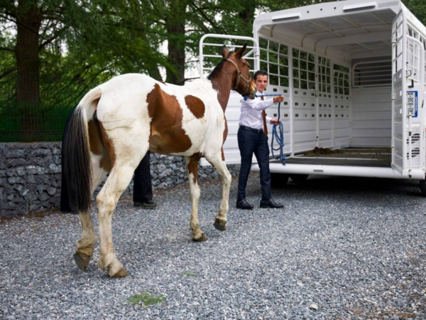 Garantiza Mike Flores vida digna a ‘Manchas’ en santuario para caballos