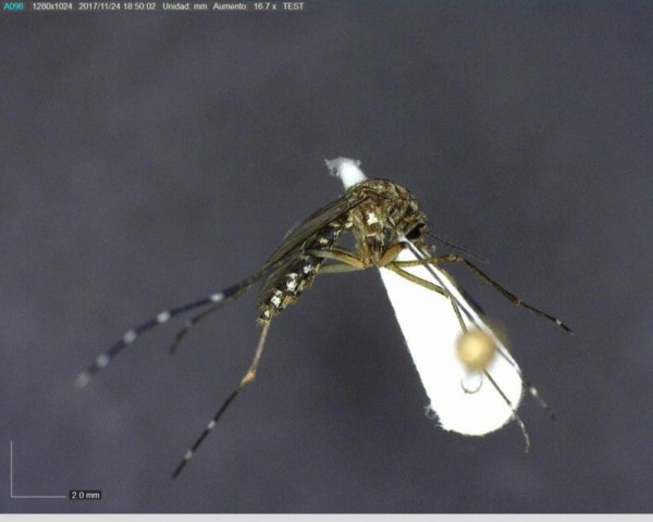 Llaman a identificar al mosquito transmisor y eliminar criaderos para prevenir dengue, zika y chikungunya