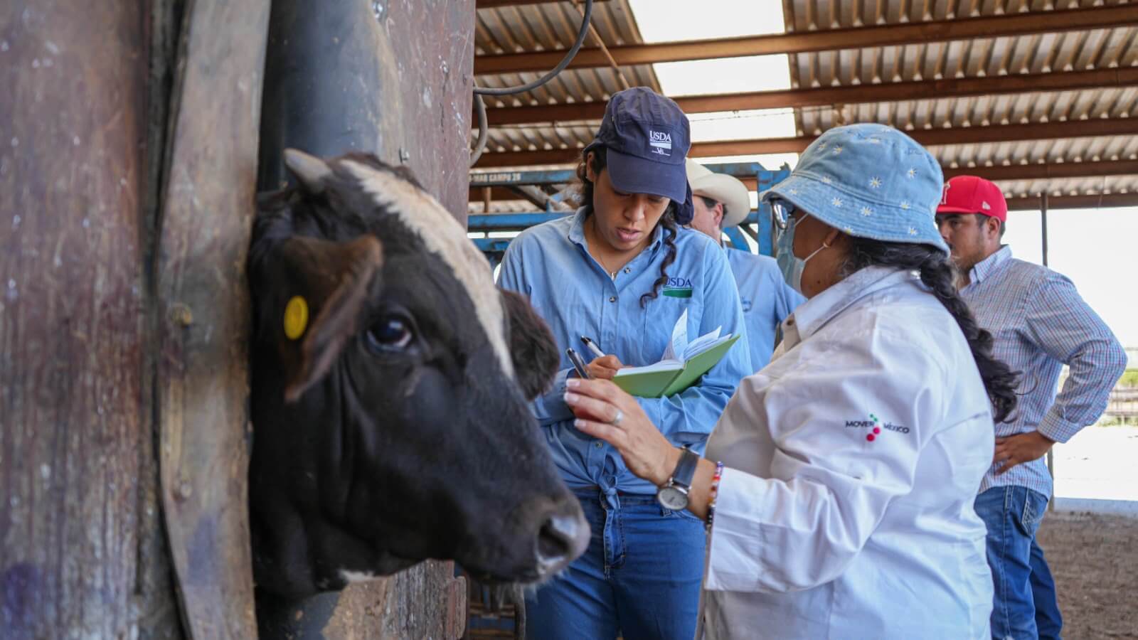 Revisar, curar y vigilar heridas es la mejor defensa contra el GBG: Desarrollo Rural