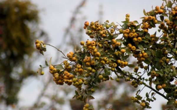 Domina Puebla mercado de tejocote a nivel nacional