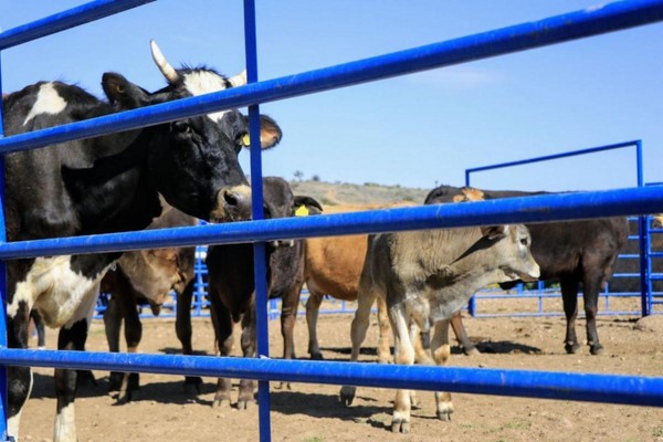 crecimiento del 6 por ciento en las exportaciones de ganado, registrado por la Sader