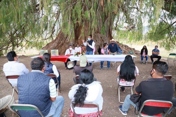 San Pablo Güilá y San Juan Teitipac, en los Valles Centrales, celebran la inclusión de sus ejemplares arbóreos