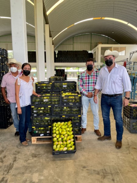   En la Costa fortalece Sedapa comercialización y producción de mango y papaya