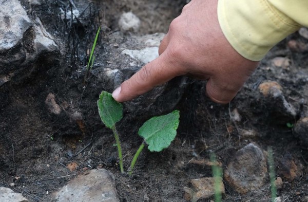estauración de suelos con el objetivo de prevenir deslaves a causa del entrante temporal de lluvias.