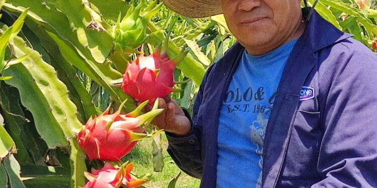 de colección y de alta producción, de las cuales puede alcanzar más de 10 cortes en un año