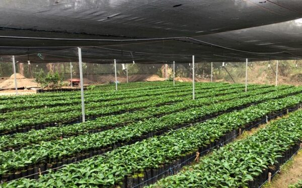 programa Oaxaca Forestal 2023 se busca recuperar la cobertura vegetal