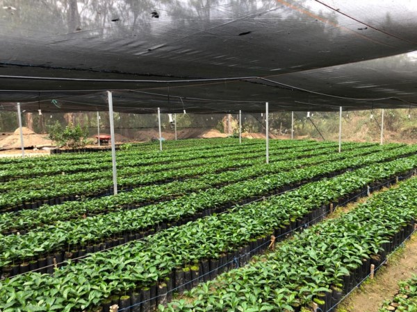 programa Oaxaca Forestal 2023 se busca recuperar la cobertura vegetal