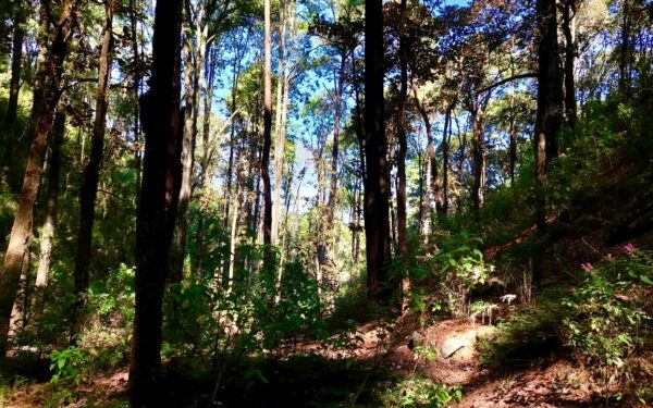 Se trata de 20 mil 544 hectáreas, que representan el 15.37% de su territorio.