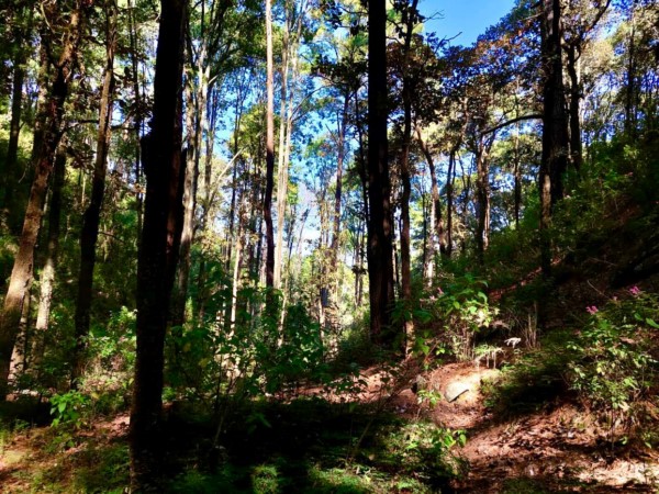 Se trata de 20 mil 544 hectáreas, que representan el 15.37% de su territorio.