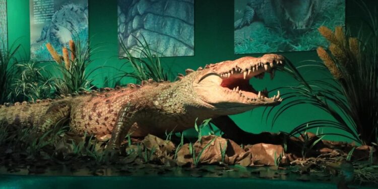 majestuoso cocodrilo que se convirtió en un emblema de Tabasc