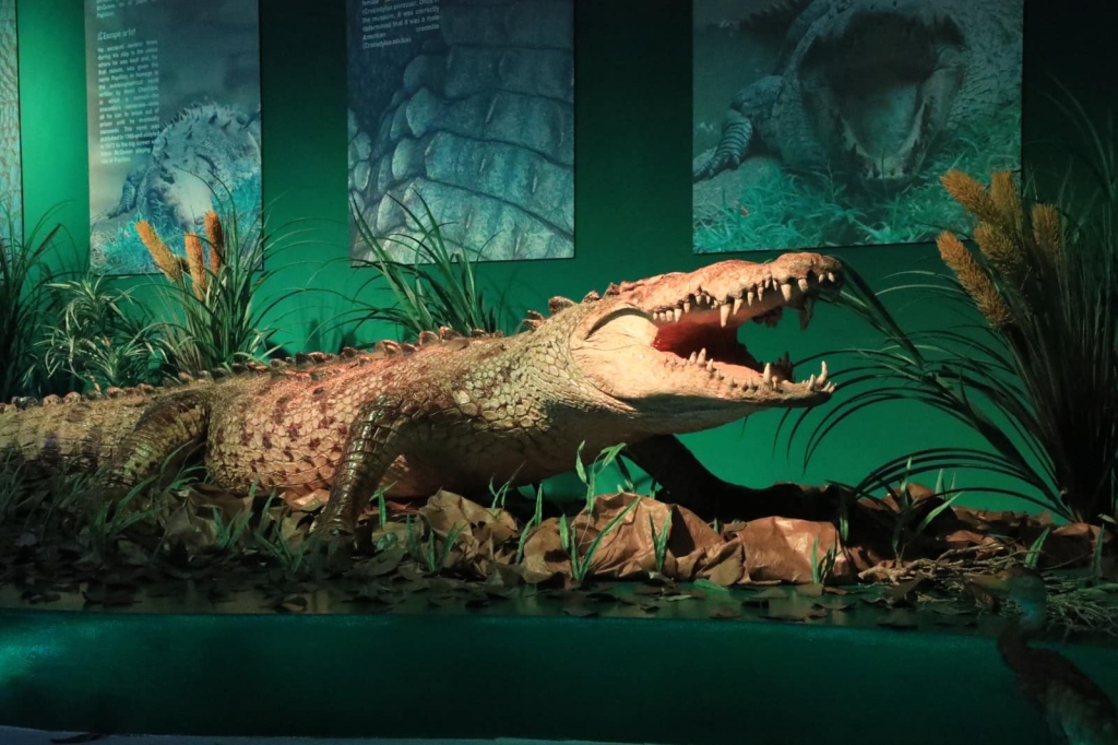 majestuoso cocodrilo que se convirtió en un emblema de Tabasc