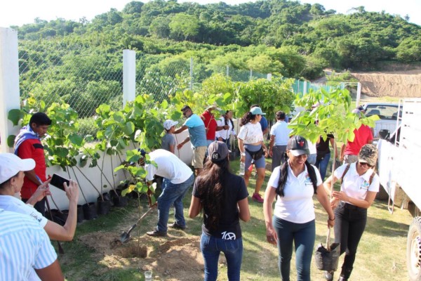 Injeo realizó una actividad de reforestación en  Santa María Colotepec