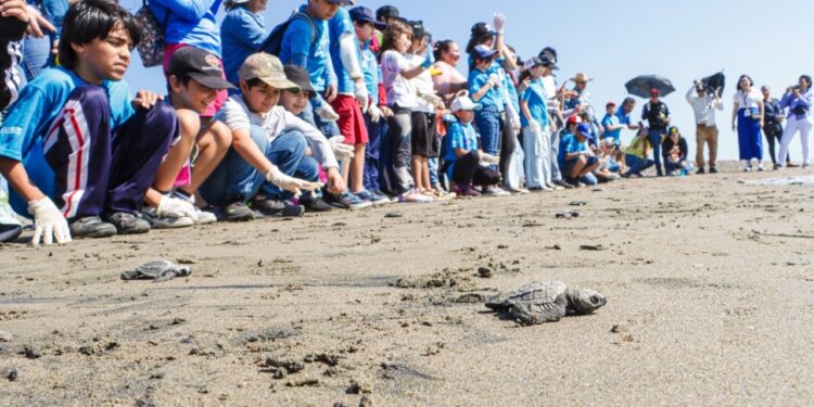 Niñas y niños talentos adoptan un nido de tortuga para evitar la extinción de la especie