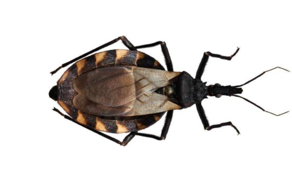        Este padecimiento por lo general tarda varios años en presentar síntomas, lo que complica su detección oportuna