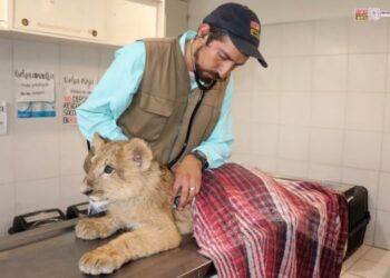 El tigre, el león y el jaguar estarán en cuarentena
