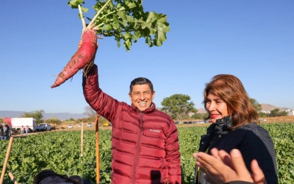 Inicia Jara Cruz cosecha de rábanos y siembra simbólica de Reforesta Oахаса 2024