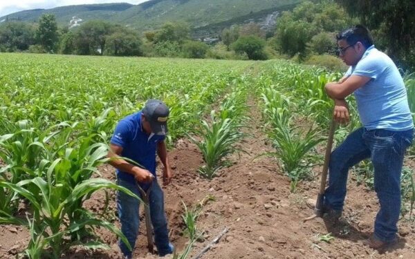•          Mediante los programas Abasto Seguro de Maíz, Autosuficiencia Alimentaria