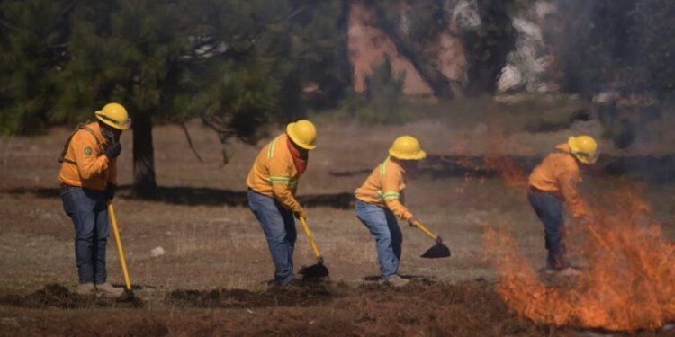 18% menos incendios forestales en 2023, resultado de la coordinación estatal y municipal