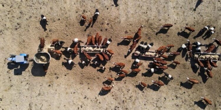 ANUNCIA TERE JIMÉNEZ APOYOS 2024 PARA PEQUEÑOS PRODUCTORES DEL CAMPO