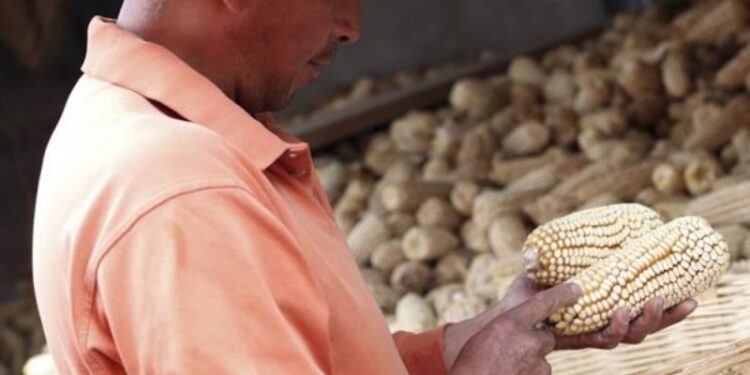 Garantizado abasto de maíz blanco en Puebla: SDR