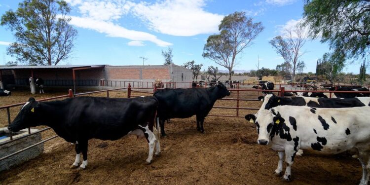 Gobierno de Jalisco, a través de la Sader, se solidariza con los productores lecheros del estado