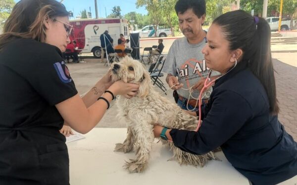 ESTA SEMANA, SERVICIOS VETERINARIOS GRATUITOS EN CIUDAD GÓTICA Y PABELLÓN DE HIDALGO