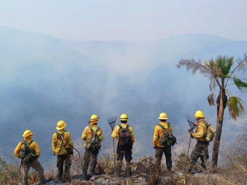 Reporta Coesfo 10 incendios forestales activos en la entidad