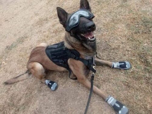 CONSTANTE CAPACITACIÓN DE MANEJADORES Y CANINOS DE LA SSPT