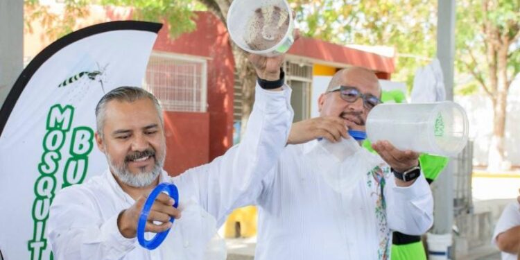Liberan los primeros Mosquitos Buenos para disminuir casos de dengue, zika y chikungunya