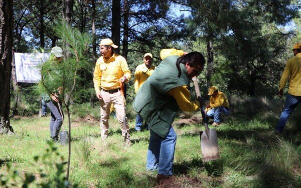 Destinará gobierno estatal 300 mil plantas a la Mixteca para reforestación