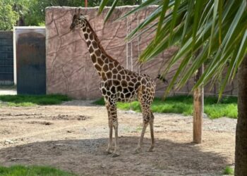 NACE JIRAFA EN EL ZOOLÓGICO TAMATÁN
