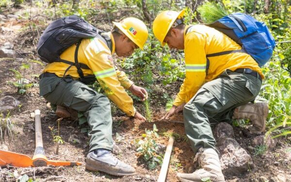 Reforesta Coesfo 11 hectáreas en Asunción Mixtepec