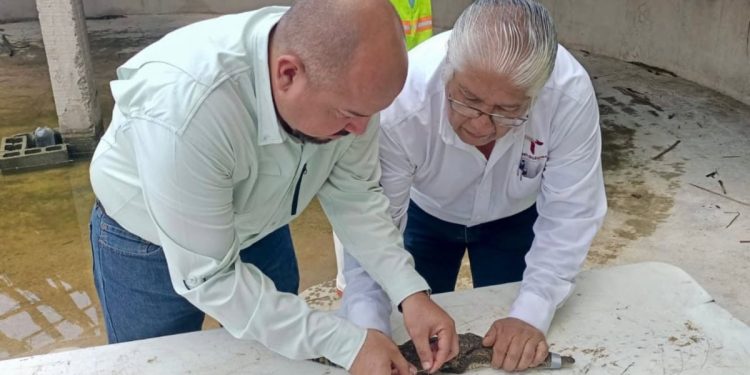 Fortalece Tamaulipas capacitación para manejo de cocodrilos