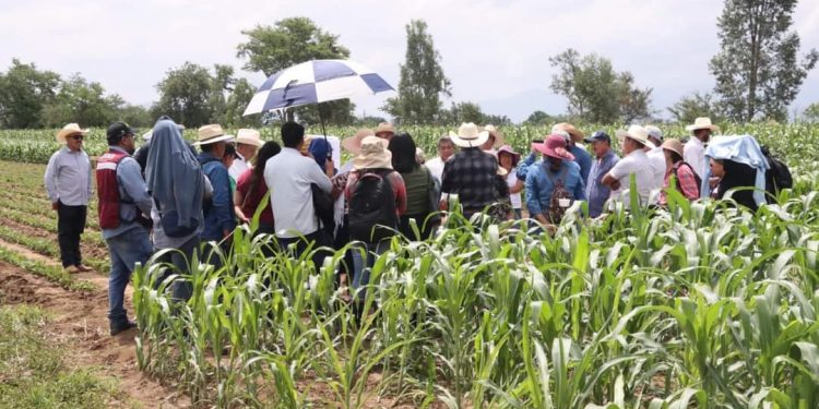 Supervisa Sefader vitrinas de maíz y frijol en San Nicolás Quialana
