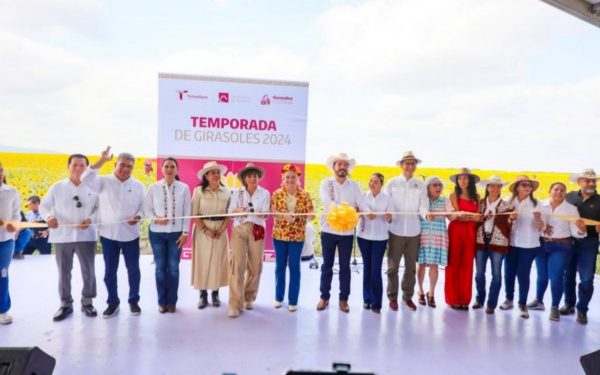 Respalda Gobierno de Tamaulipas promoción de campos de girasoles
