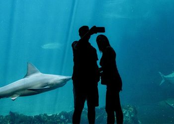En estas vacaciones, visita el Aquarium del Puerto de Veracruz y vive una experiencia inolvidable