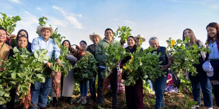 Reconoce Gobernador Salomón Jara fortaleza de la tradición de la Noche de Rábanos, cosechan más 14 toneladas del tubérculo