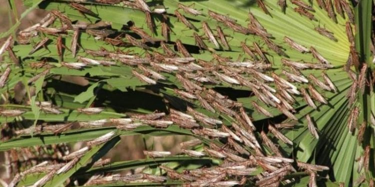 Controlan plaga de langosta en 135 hectáreas de 11 municipios de Yucatán