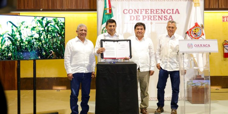 Oaxaca se une a la lucha contra el maíz transgénico e impulsa conservación del nativo