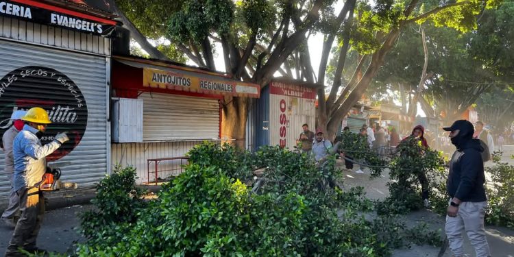 Inicia poda de árboles en el camellón de Bodegas de la Central de Abasto