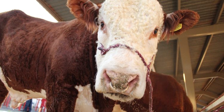 Aumenta Estado presupuesto en apoyo al sector ganadero