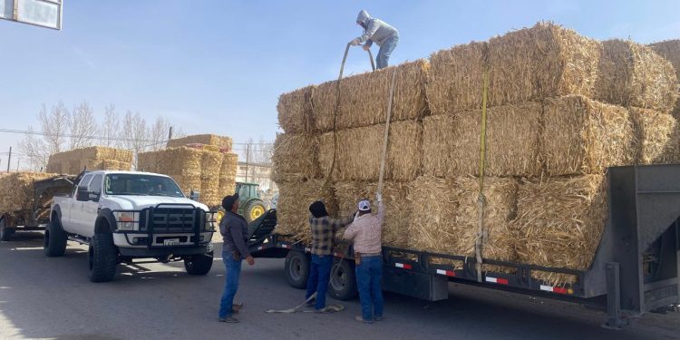 Entrega Desarrollo Rural 90 toneladas de rastrojo de maíz a productores agropecuarios de Juárez