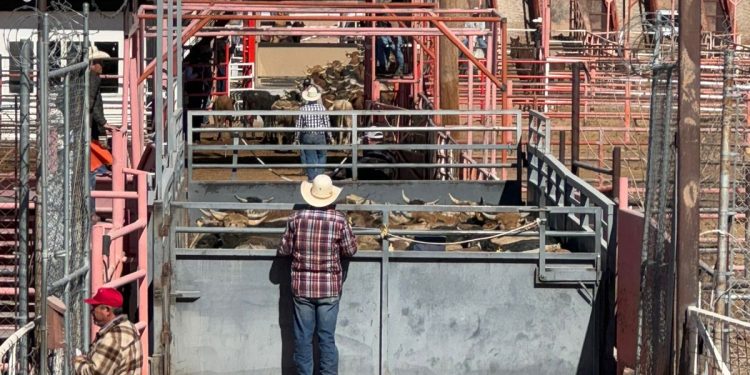 Incrementa volumen de exportación de ganado a Estados Unidos por puerto de Ojinaga